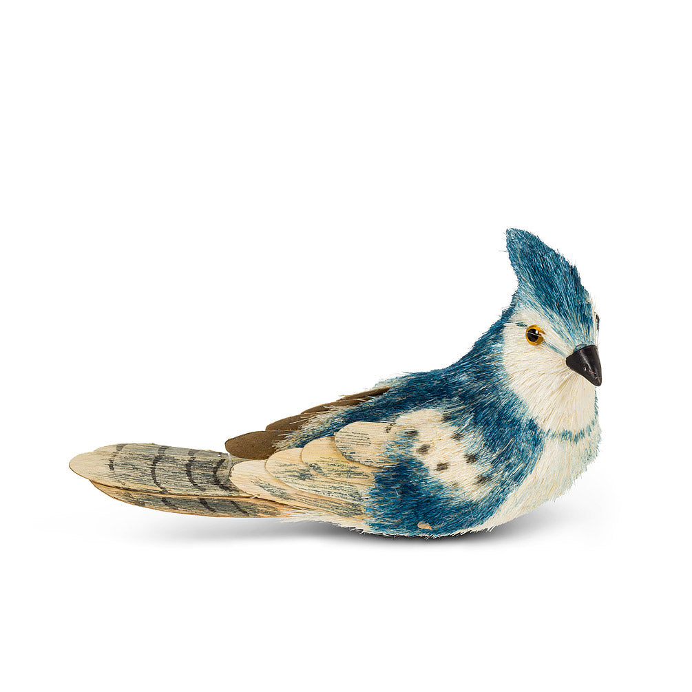 Sitting Blue Jay