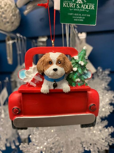 5.5"SHIH-TZU IN BACK OF TRUCK 2/A